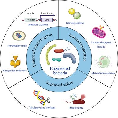 Current Status and Future Directions of Bacteria-Based Immunotherapy